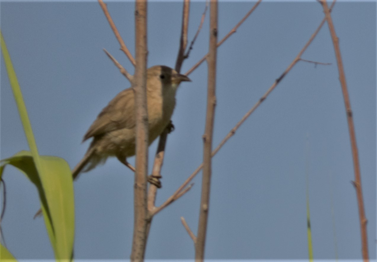 Iraq Babbler
